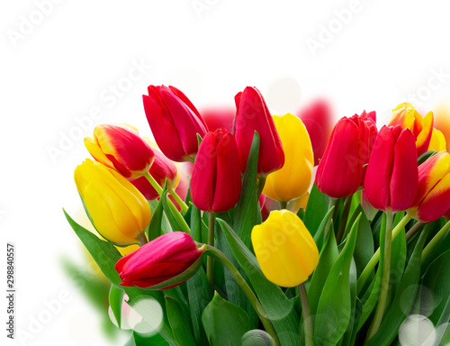 fresh tulips flowers