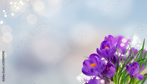 Fototapeta krokusy  niebieskie-kwiaty-krokusy