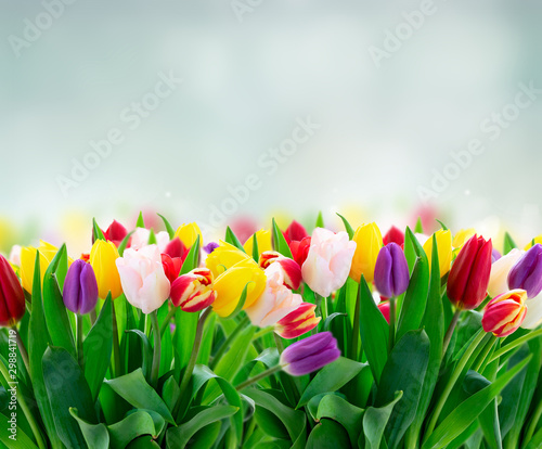 fresh tulips flowers