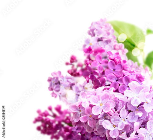 Fresh lilac flowers