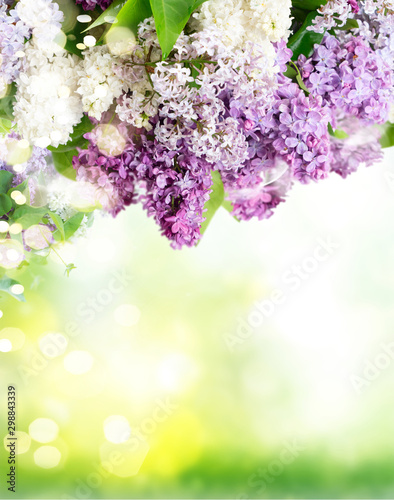 Fresh lilac flowers