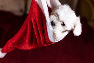 Maltese puppy inside of a Santa's hat on Christmas
