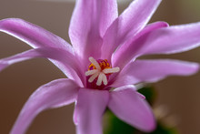 Close Up Of A Pink Crab Cactus Flower In Soft Back Light