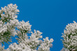 Winter background with pine branches covered with snow, Christmas rime on firtree, macro blue sky tones, copy space for text