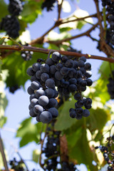 Poster - Bunches of red wine grapes on vine