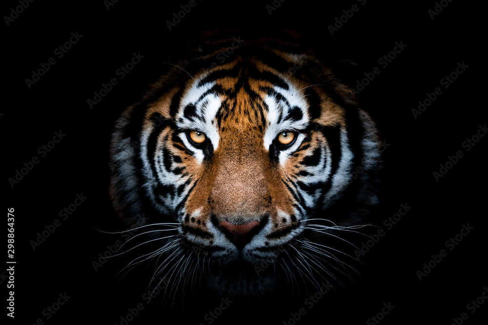 Obraz na płótnie Portrait of a Tiger with a black background w salonie