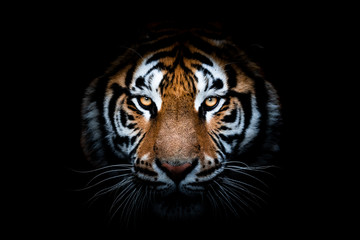 portrait of a tiger with a black background