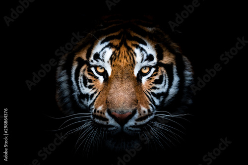 Cuadros en Lienzo Portrait of a Tiger with a black background
