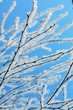 Branches in white hoarfrost and snow in the winter on blue sky background, Macro close view