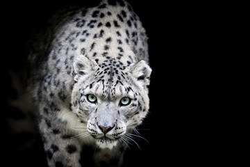 Wall Mural - snow leopard with a black background