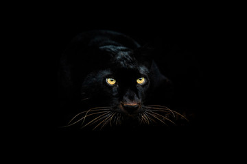 Leinwandbilder - Black panther with a black background