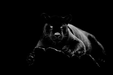 Wall Mural - black jaguar with a black background