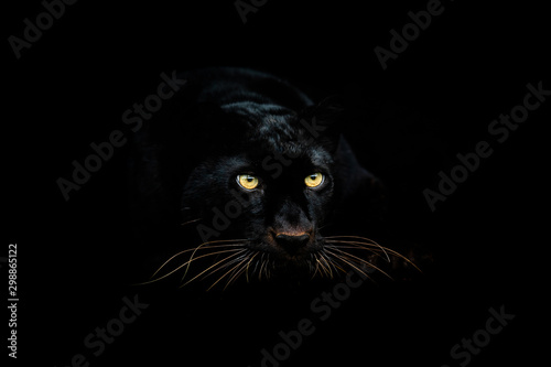 black-panther-with-a-black-background
