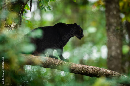 Fotomural Black panther on the tree in the jungle