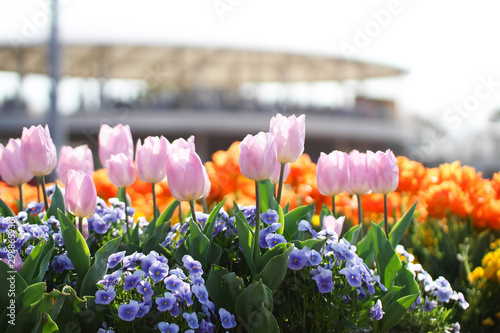 花畑一面に咲き乱れるカラフルなチューリップ Foto De Stock Adobe Stock