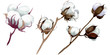 White cotton floral botanical flowers. Watercolor background illustration set. Isolated cotton illustration element.