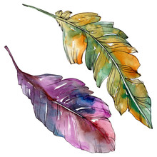 Colorful Bird Feather From Wing Isolated. Watercolor Background Illustration Set. Isolated Feather Illustration Element.