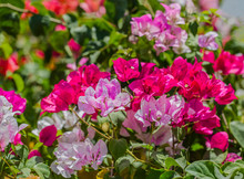 Multicolor Bougainvillea Is Blooming For Background