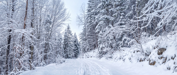 Winter landscape, panorama, banner - view of the snowy road in the winter mountain forest