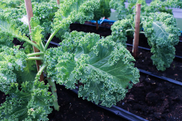 Organic freshness green leafy raw Curly Kales  Salad vegetables  antioxidants  high vitamin, fiber food and nutrition Planted in vegetable plots grows on farm background texture (close up soft focus )