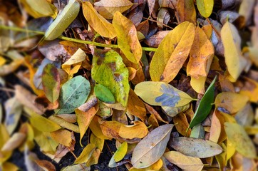 autumn fallen yellow-green foliage with the effect of semi-blur at the edges