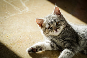 Scottish fold kitten at home