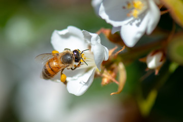 Bee