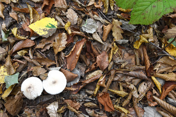 Autumn frame, two ceps in the corner, and the rest of the space is covered with autumn leaves. Natural background in the forest.