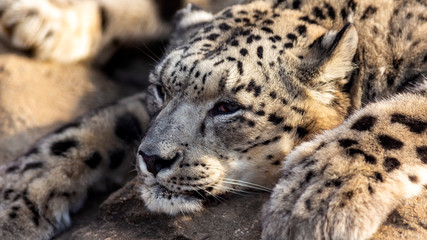 Wall Mural - close up portrait of a sleepy snow leopard