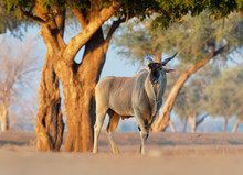 Common Eland - Taurotragus Oryx Also The Southern Eland Or Eland Antelope, Savannah And Plains Antelope Found In East And Southern Africa, Family Bovidae And Genus Taurotragus