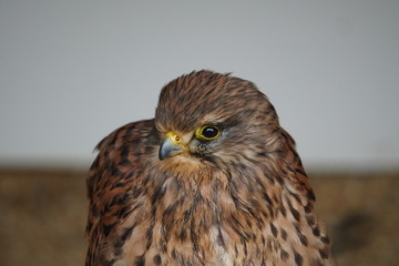 Sticker - Kestrel