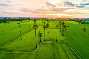 Rice green field aerial view sunset colorful sky with cloud