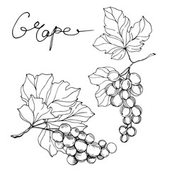 Vector Grape berry healthy food. Black and white engraved ink art. Isolated grapes illustration element.