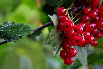 Fresh  redcurrant on a branch of a  redcurrant Bush in the garden. Close-up view of organic  redcurrant berries hanging on a branch under the leaves.