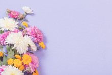 Chrysanthemums On Violet Paper Background