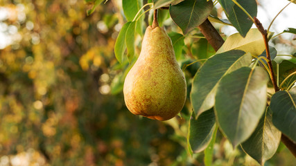 Wall Mural - Beautiful fresh ripe juicy pears hang on a tree branch in the orchard for food or pear juice. Organic pears in natural environment. Crop of pears in summer garden. Eco, farm products.