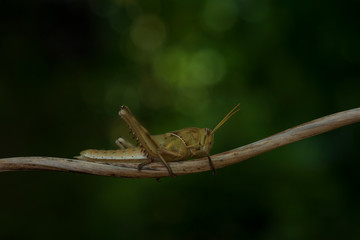 Wall Mural - Image of Brown grasshopper, insect ,On a branch, on nature background.