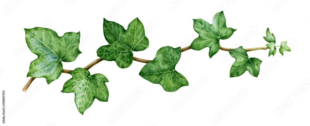 Ivy watercolor illustration. Green lush hedera helix close up image. Fresh botanical green branch with leaves and buds. Garden evergreen plant solated on white background. - obrazy, fototapety, plakaty 
