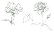 Hand drawing roses. Sketch. Pencil drawing