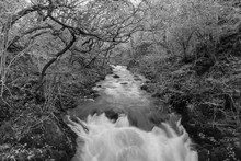 Black And White Image Of Ingleton Waterfalls Trail In North Yorkshire In England, UK