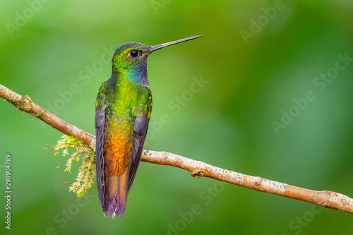 White-tailed Hillstar - Urochroa bougueri, beautiful colored hummingbird from Andean slopes of South America, Hollin waterfall, Ecuador Poster Mural XXL