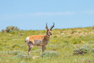 Wall Mural - Desert Pronghorn