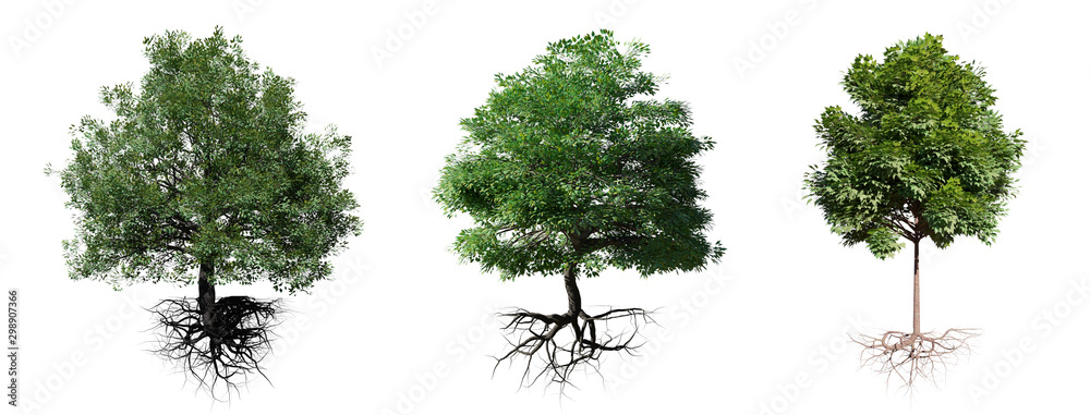tree set with roots isolated on white background - obrazy, fototapety, plakaty 