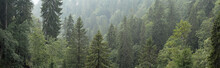 Alpine Forest