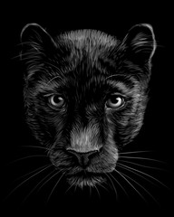 Wall Mural - panther. artistic, sketchy, black and white portrait of a panther head on a black background.