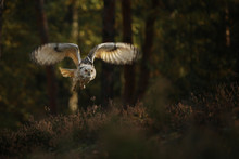 Flying Eurasian Eagle Owl. Wildlife Europe. Bubo Bubo Sibiricus