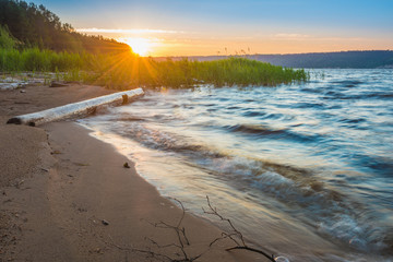 Wall Mural - sunrise, sunset with rays through the green reeds, cattails on the river bank, surging waves, wind.