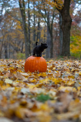 Wall Mural - black kitten on pumpkin