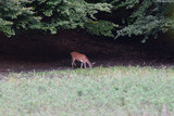 Fototapeta  - Doe deer comes out of the forest on a mud during pairing season