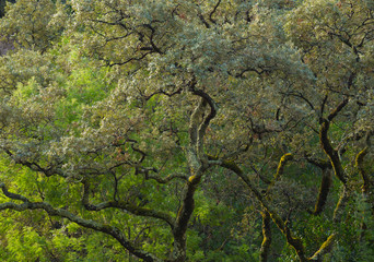 Green Tree close-up during morning.